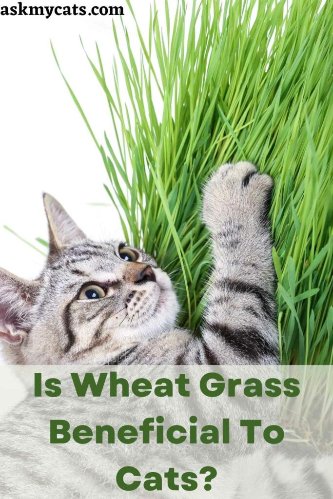 Is Wheat Grass Beneficial To Cats?