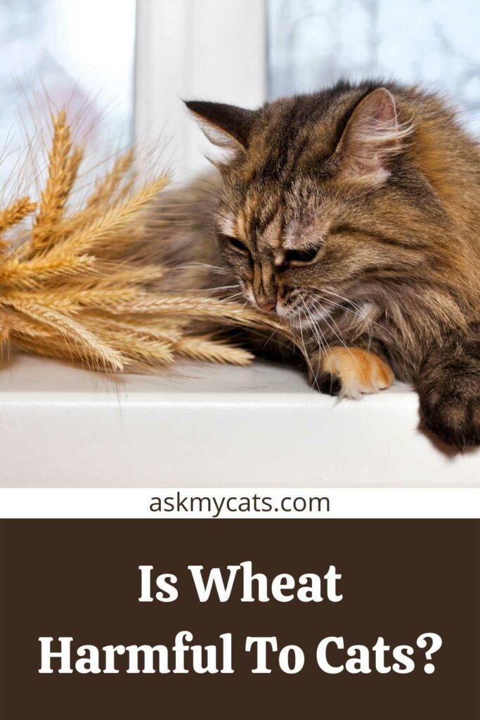 Is Wheat Harmful To Cats?