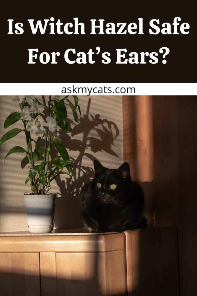 Is Witch Hazel Safe For Cat’s Ears?