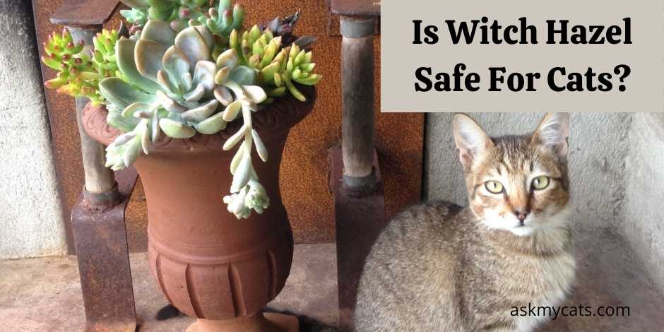 Is Witch Hazel Safe For Cats