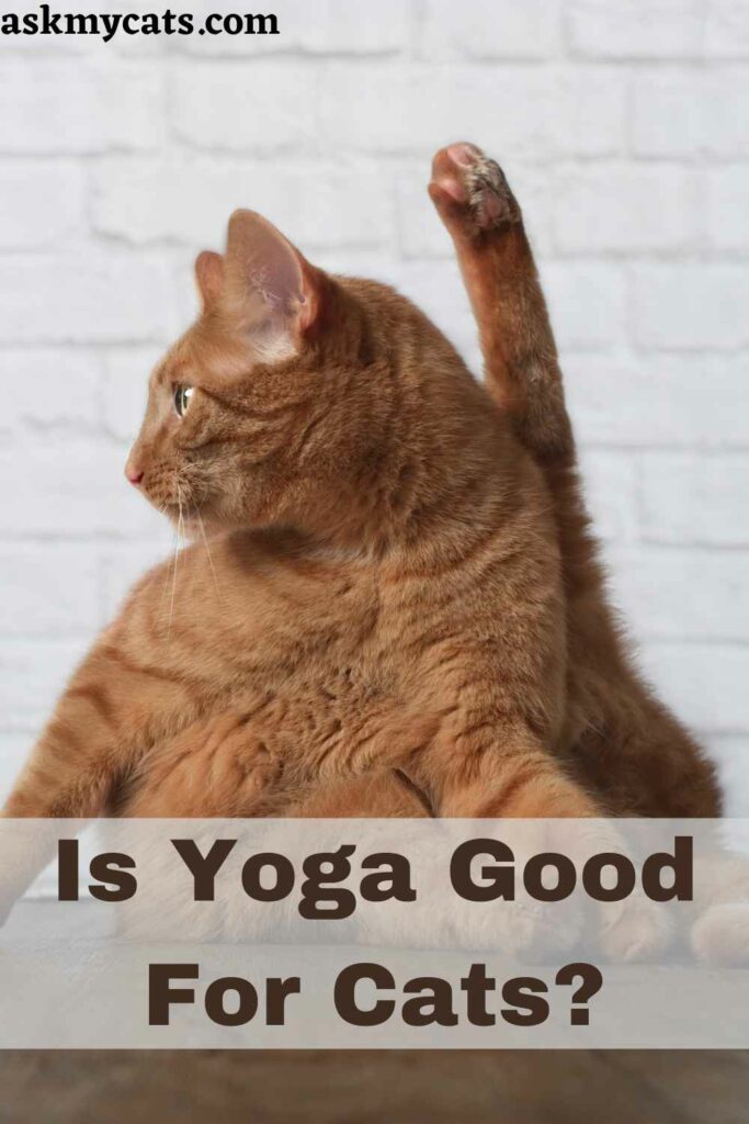 Is Yoga Good For Cats?