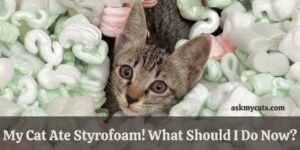 My Cat Ate Styrofoam! What Should I Do Now?