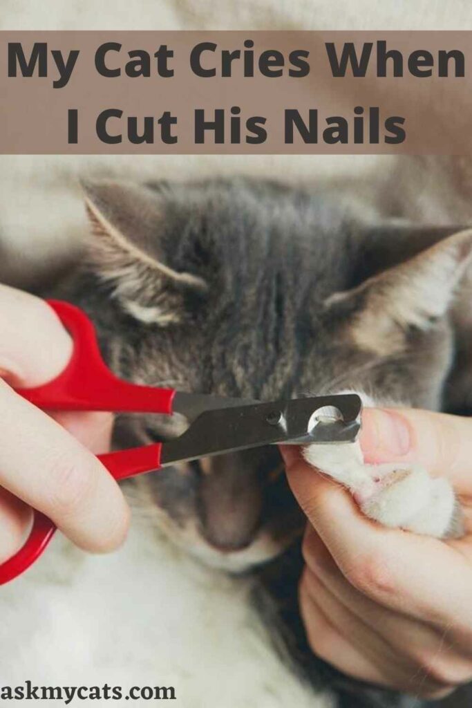 My Cat Cries When I Cut His Nails