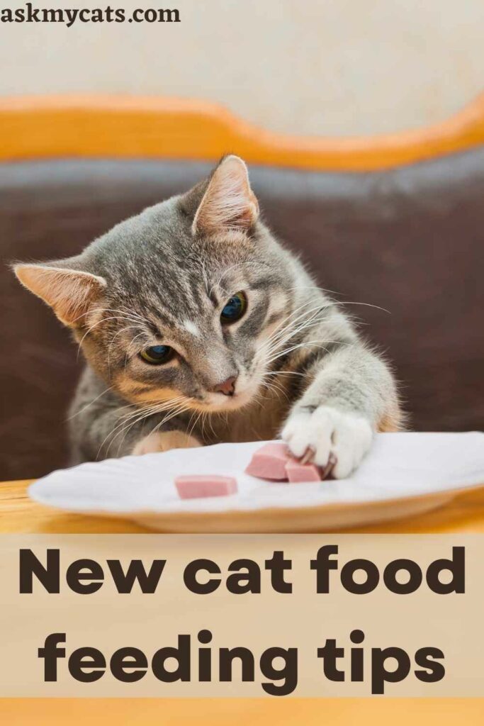 New cat food feeding tips