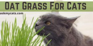 Oat Grass For Cats: Can Cats Eat Oat Grass?