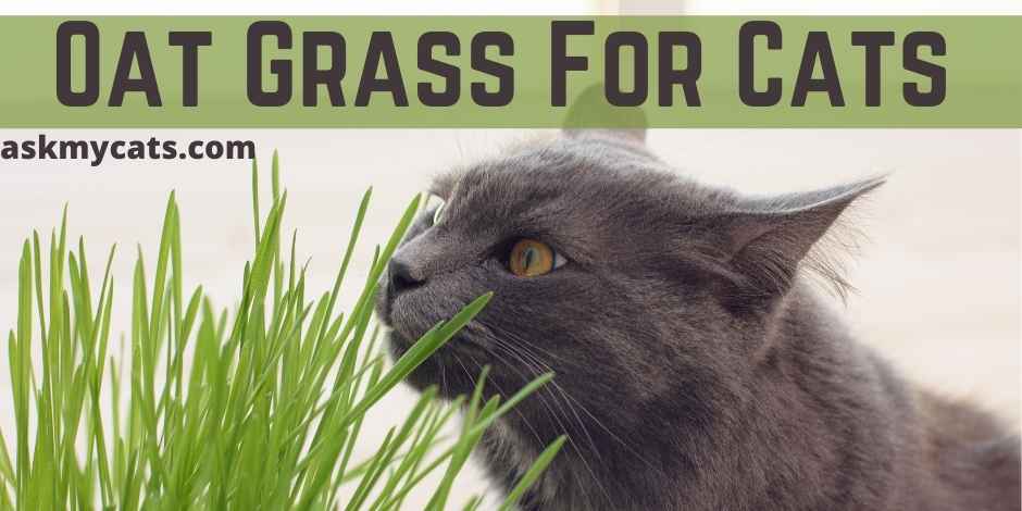 Oat Grass For Cats