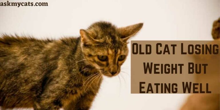 old-cat-losing-weight-but-eating-well-find-out-reasons