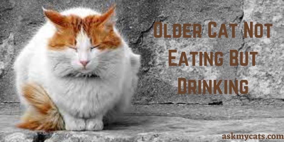 Older Cat Not Eating But Drinking