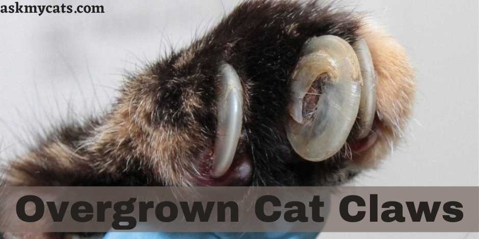 Overgrown Cat Claws: Do Overgrown Nails Hurt Cats?