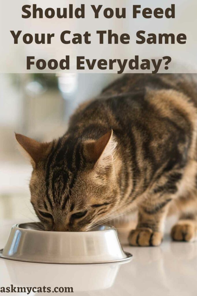 Should You Feed Your Cat The Same Food Everyday?