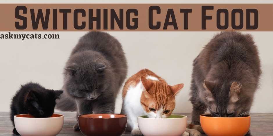 switching cat food vomiting