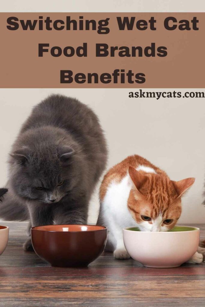 Switching Wet Cat Food Brands Benefits