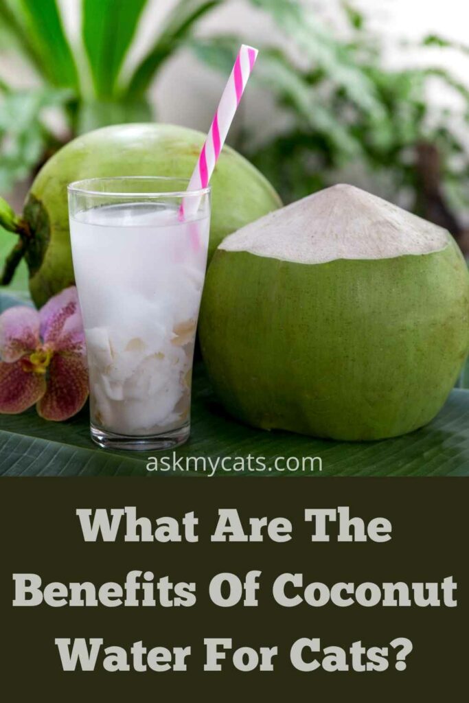 What Are The Benefits Of Coconut Water For Cats?