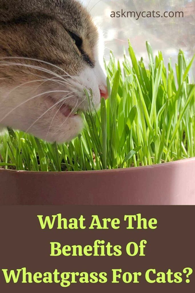 Is wheatgrass bad for clearance cats