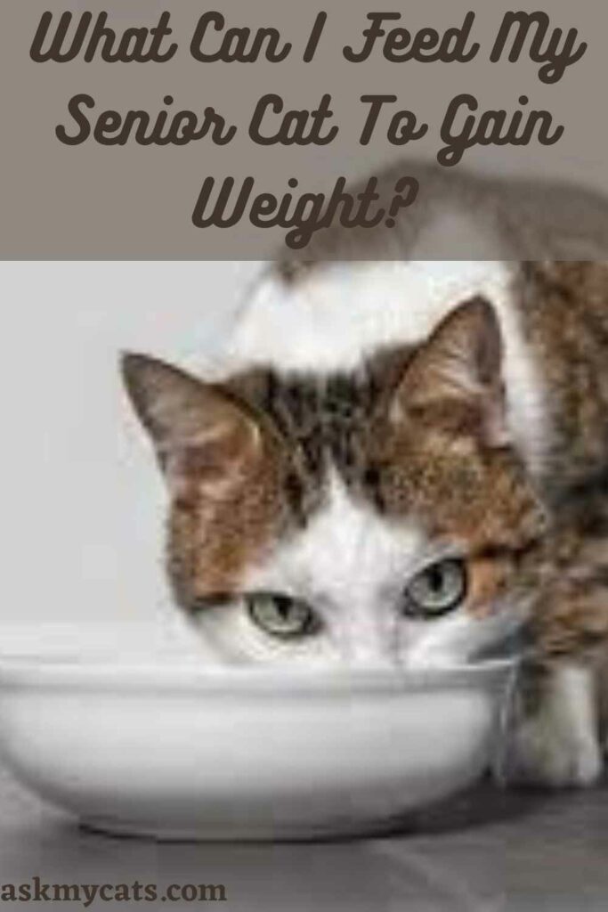 What Can I Feed My Senior Cat To Gain Weight?