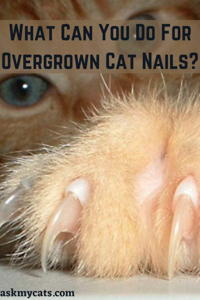 What Can You Do For Overgrown Cat Nails?