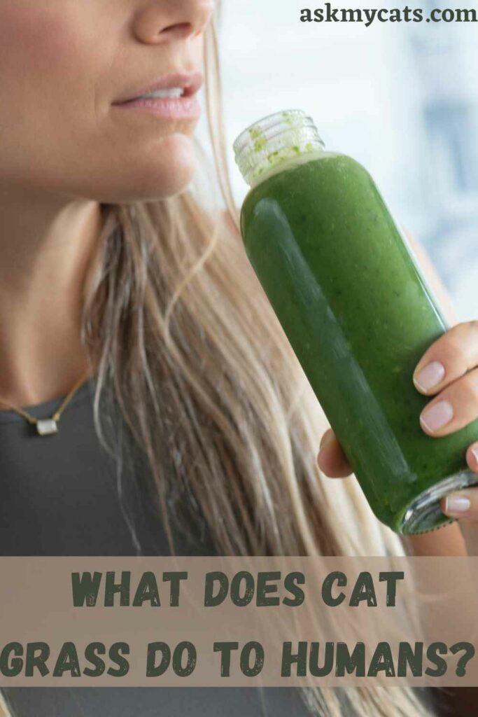 What Does Cat Grass Do To Humans?