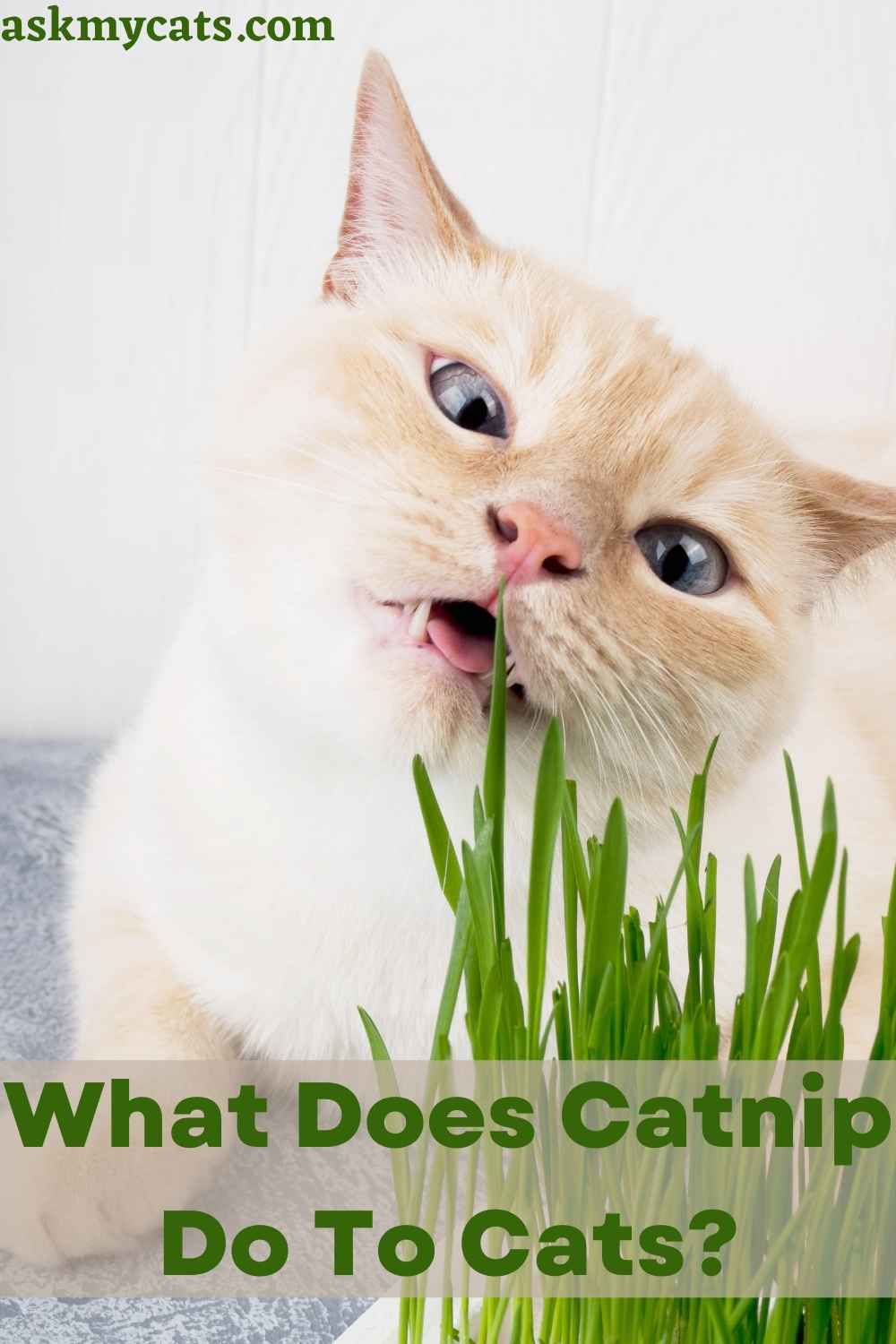 Cat Grass Vs Catnip: Which One Is Better For Cat