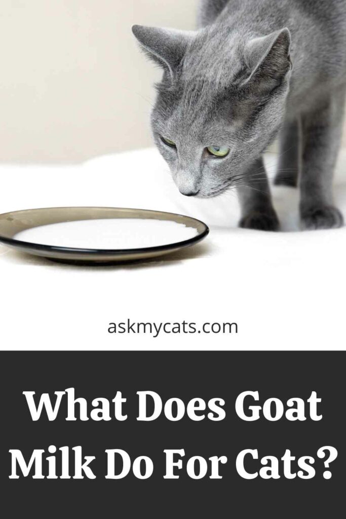 What Does Goat Milk Do For Cats?