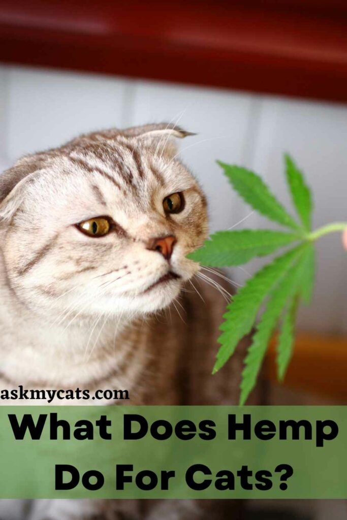 What Does Hemp Do For Cats?
