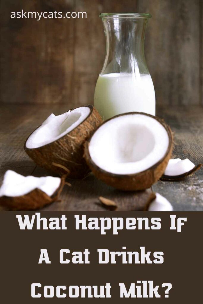 What Happens If A Cat Drinks Coconut Milk?