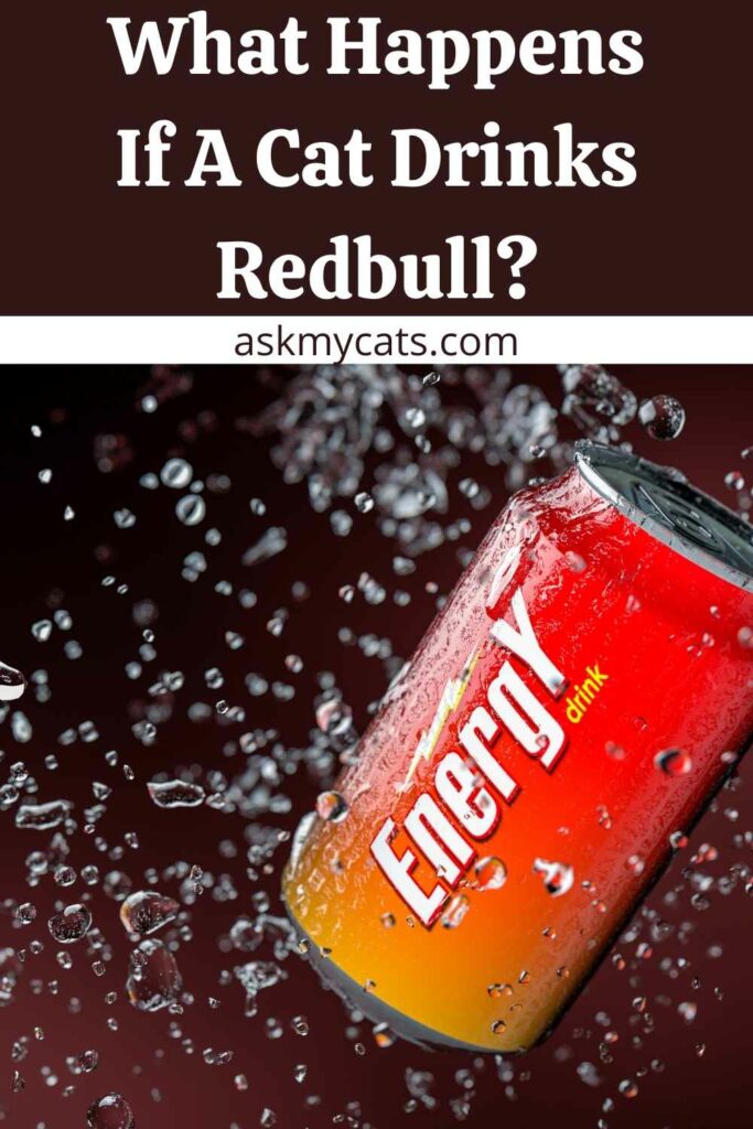 What Happens If A Cat Drinks Redbull?