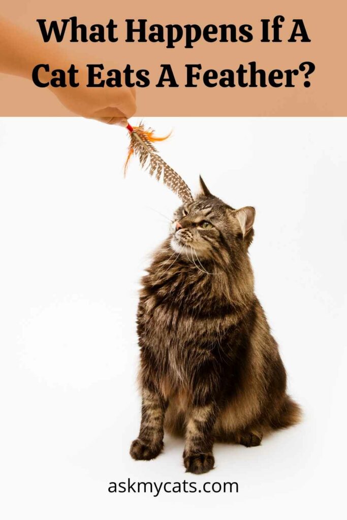 What Happens If A Cat Eats A Feather?