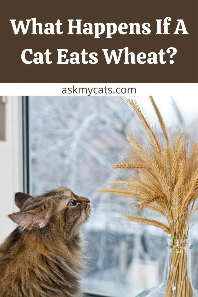 What Happens If A Cat Eats Wheat?