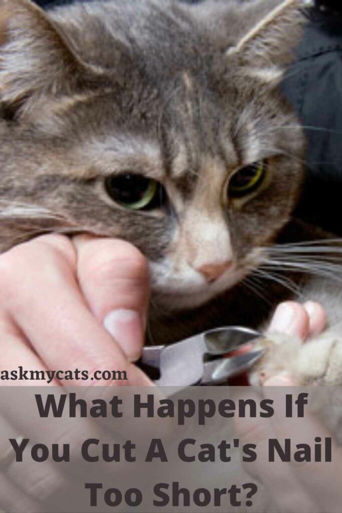 What Happens If You Cut A Cat's Nail Too Short?