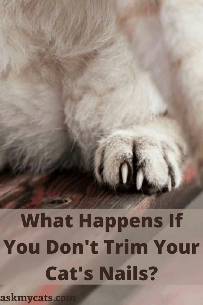 What Happens If You Don't Trim Your Cat's Nails?