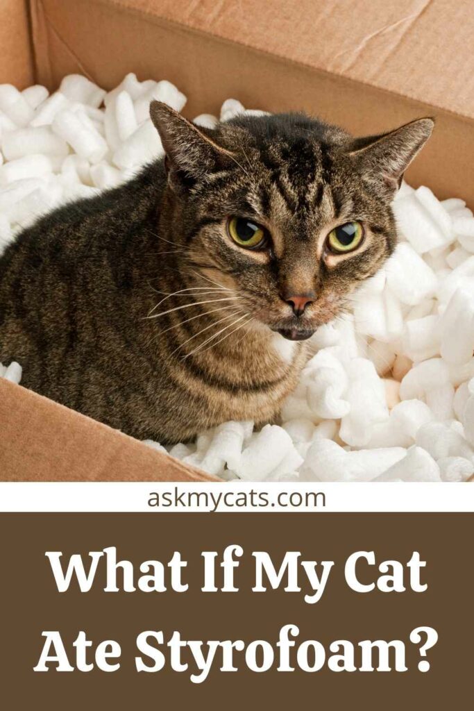 What If My Cat Ate Styrofoam?