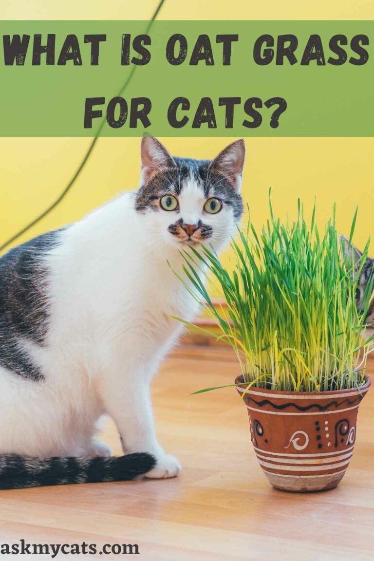 Oat Grass For Cats Is Oat Grass Good For Cats?