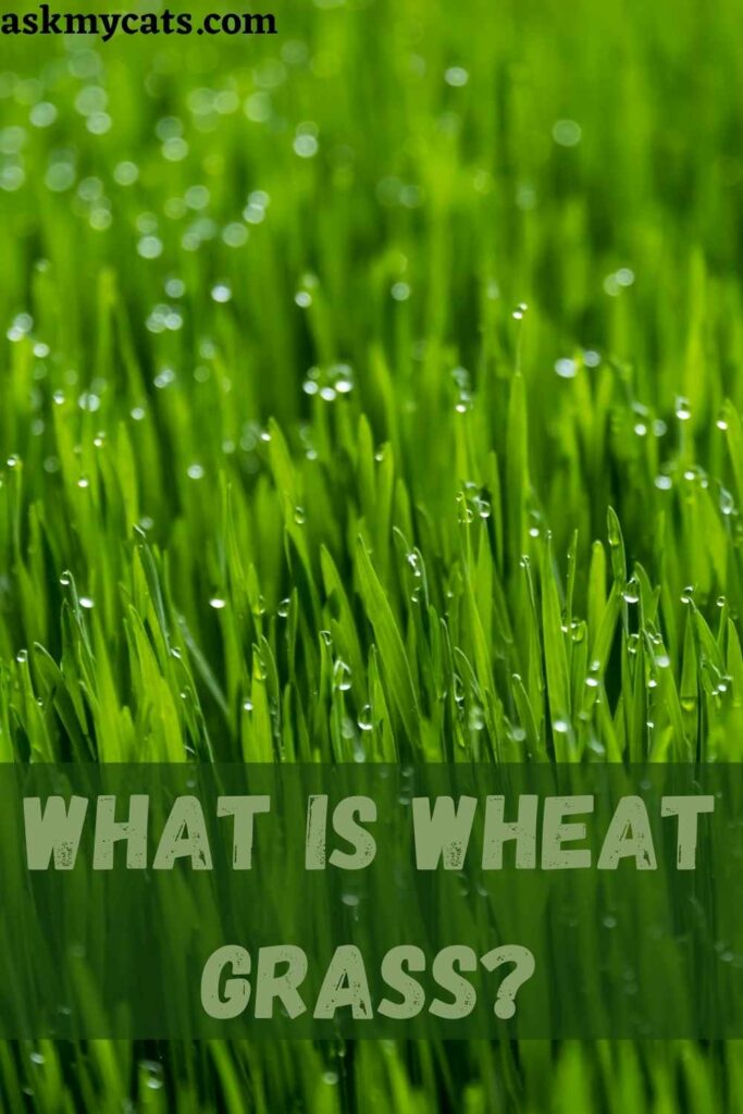 What Is Wheat Grass?