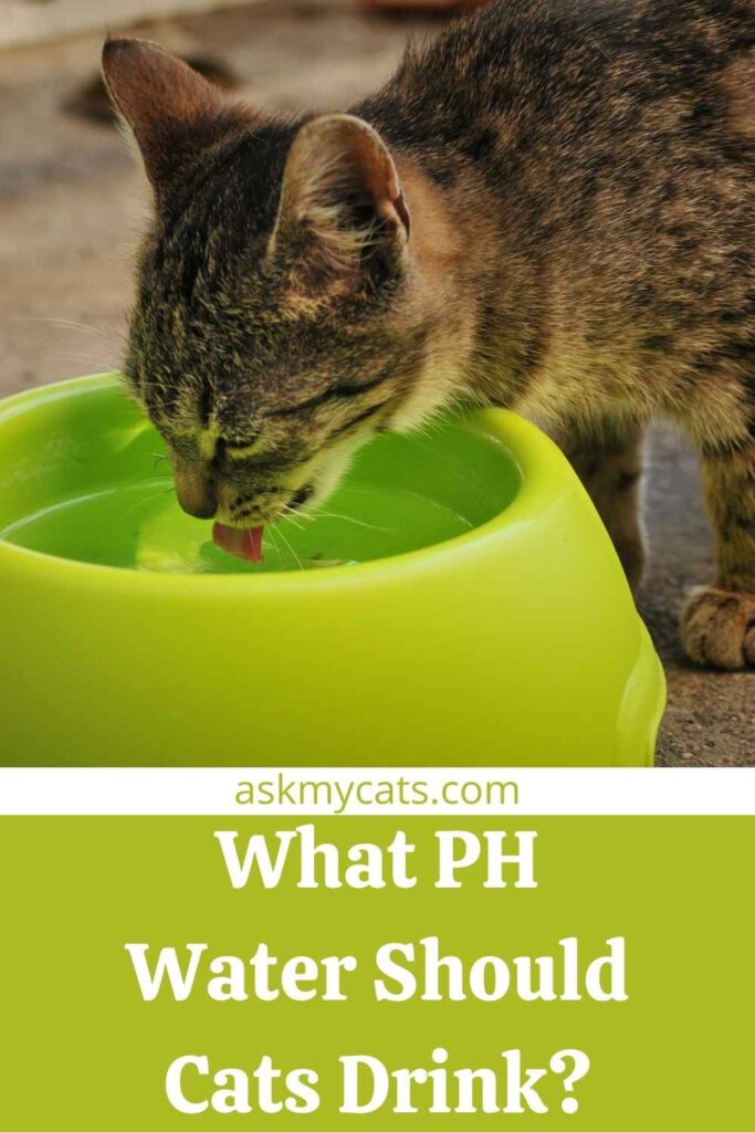 What PH Water Should Cats Drink?