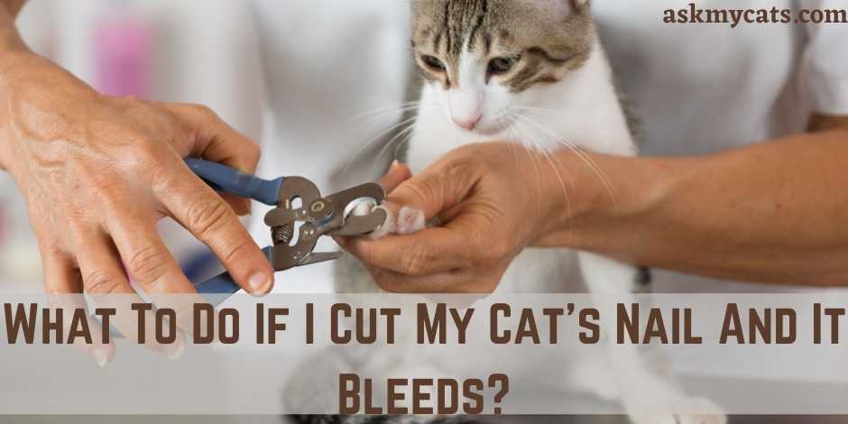 What To Do If I Cut My Cat's Nail And It Bleeds?