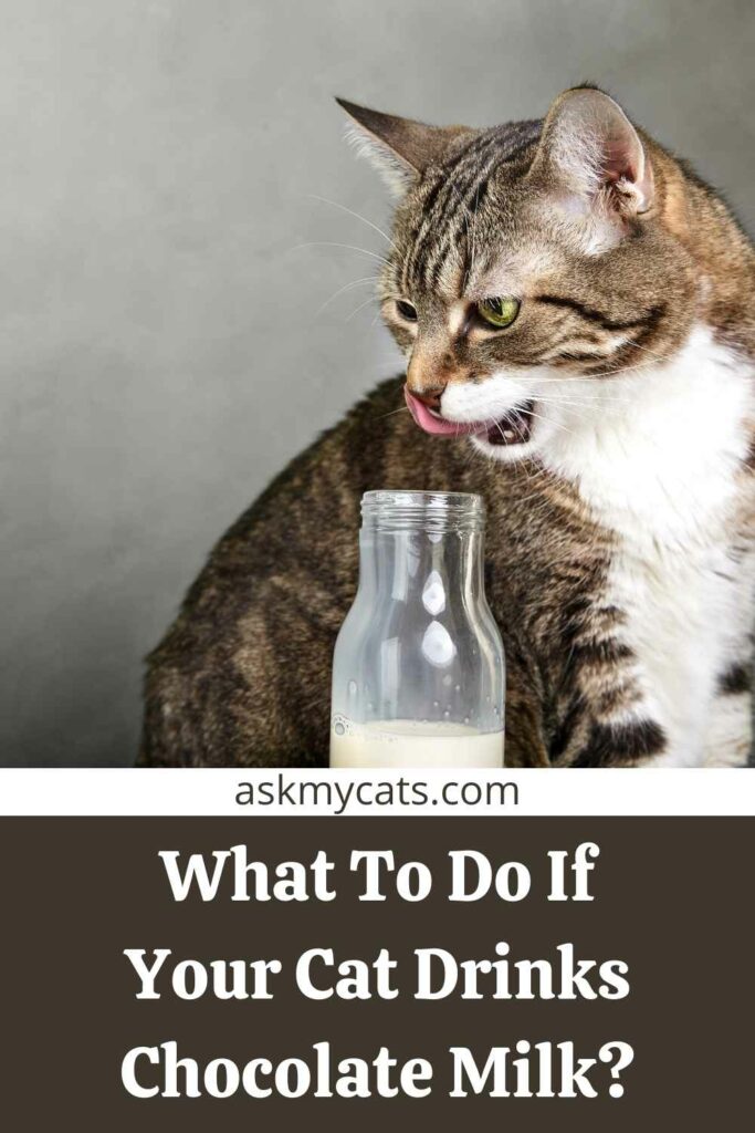 What To Do If Your Cat Drinks Chocolate Milk?