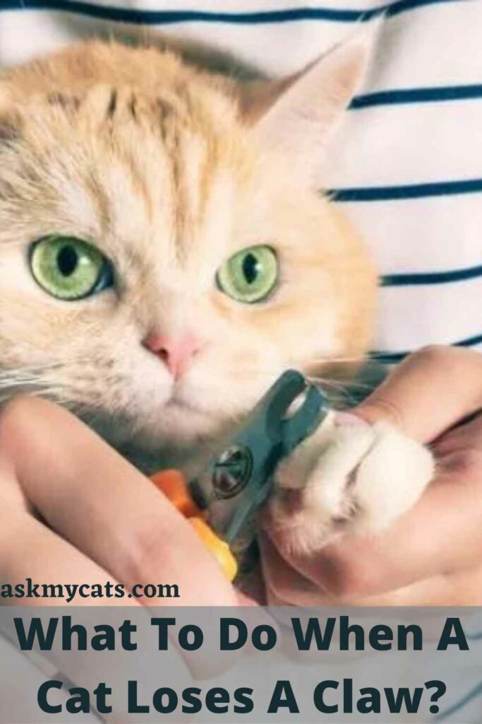 What To Do When A Cat Loses A Claw?