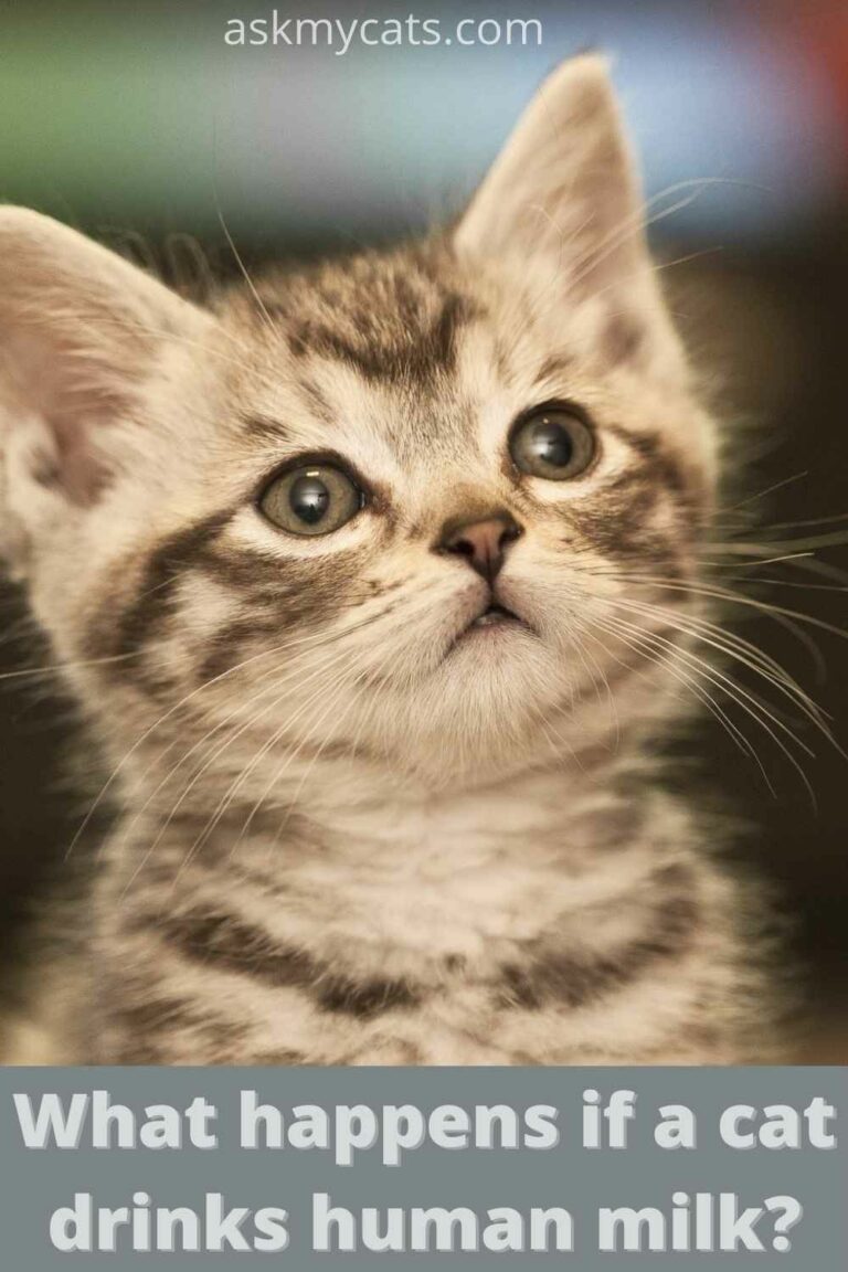 Can Kittens Drink Human Breast Milk?