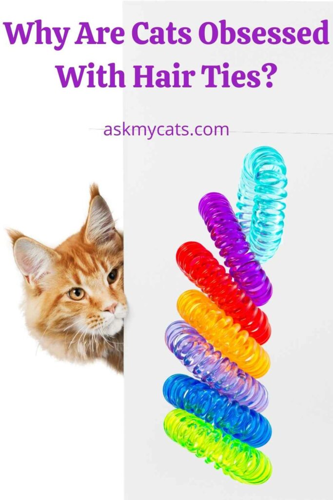 Why Are Cats Obsessed With Hair Ties?