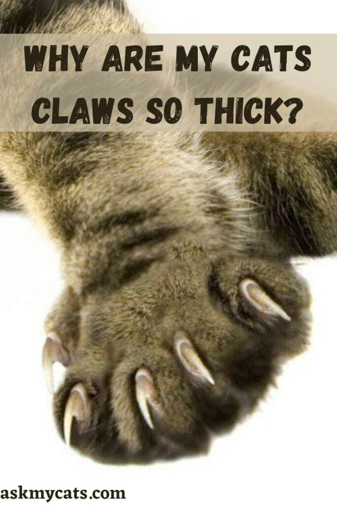 Why Are My Cats Claws So Thick?