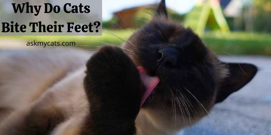 Why Do Cats Bite Their Feet