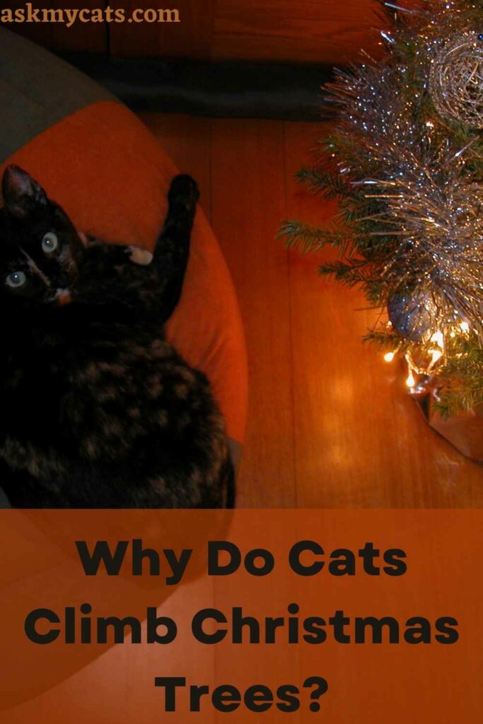 Why Do Cats Climb Christmas Trees?