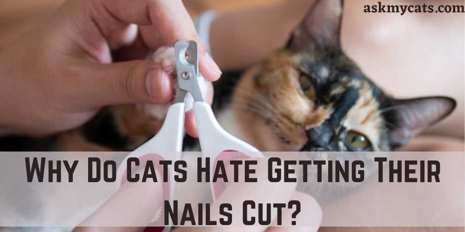 Why Do Cats Hate Getting Their Nails Cut?