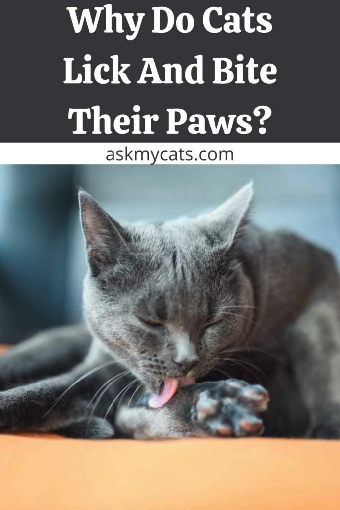 Why Do Cats Lick And Bite Their Paws?