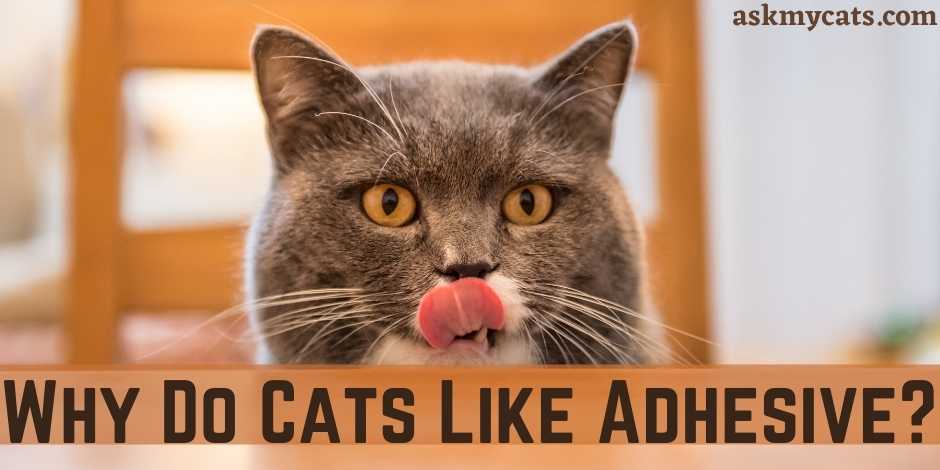 Why Do Cats Like Adhesive?