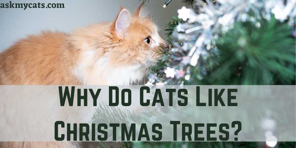 Why Do Cats Like Christmas Trees?