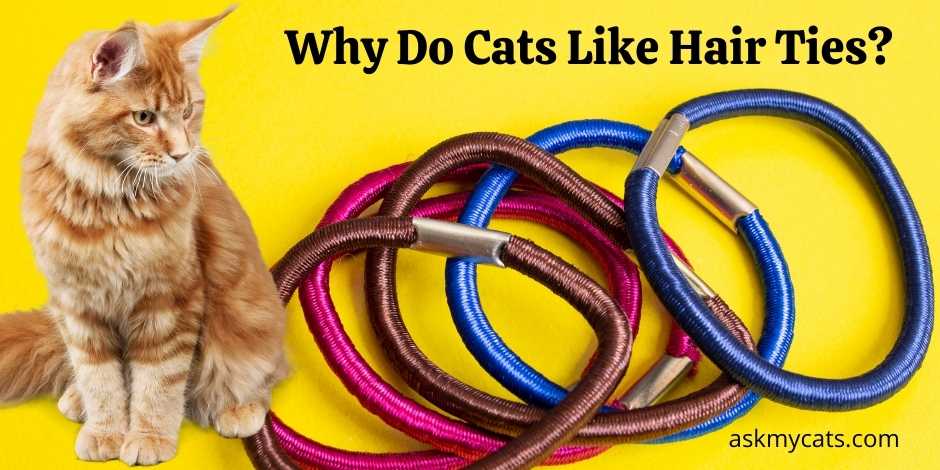 Why Do Cats Like Hair Ties