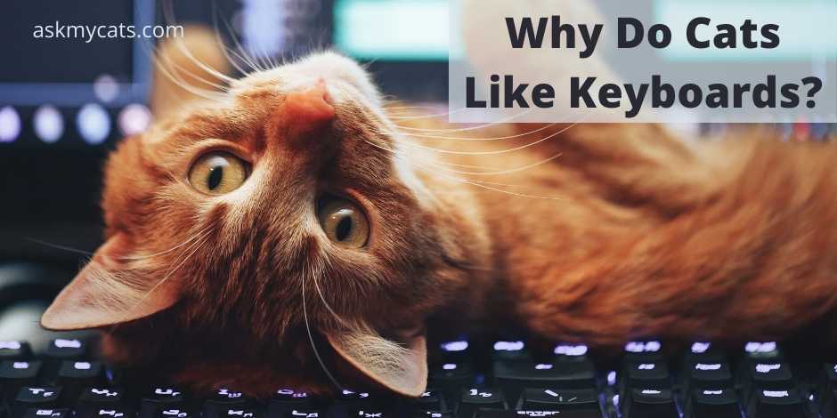 Why Do Cats Like Keyboards