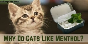 Why Do Cats Like Menthol? Why Does My Cat Like Vicks Vaporub?