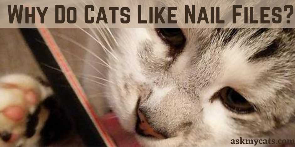  Why Do Cats Like Nail Files?